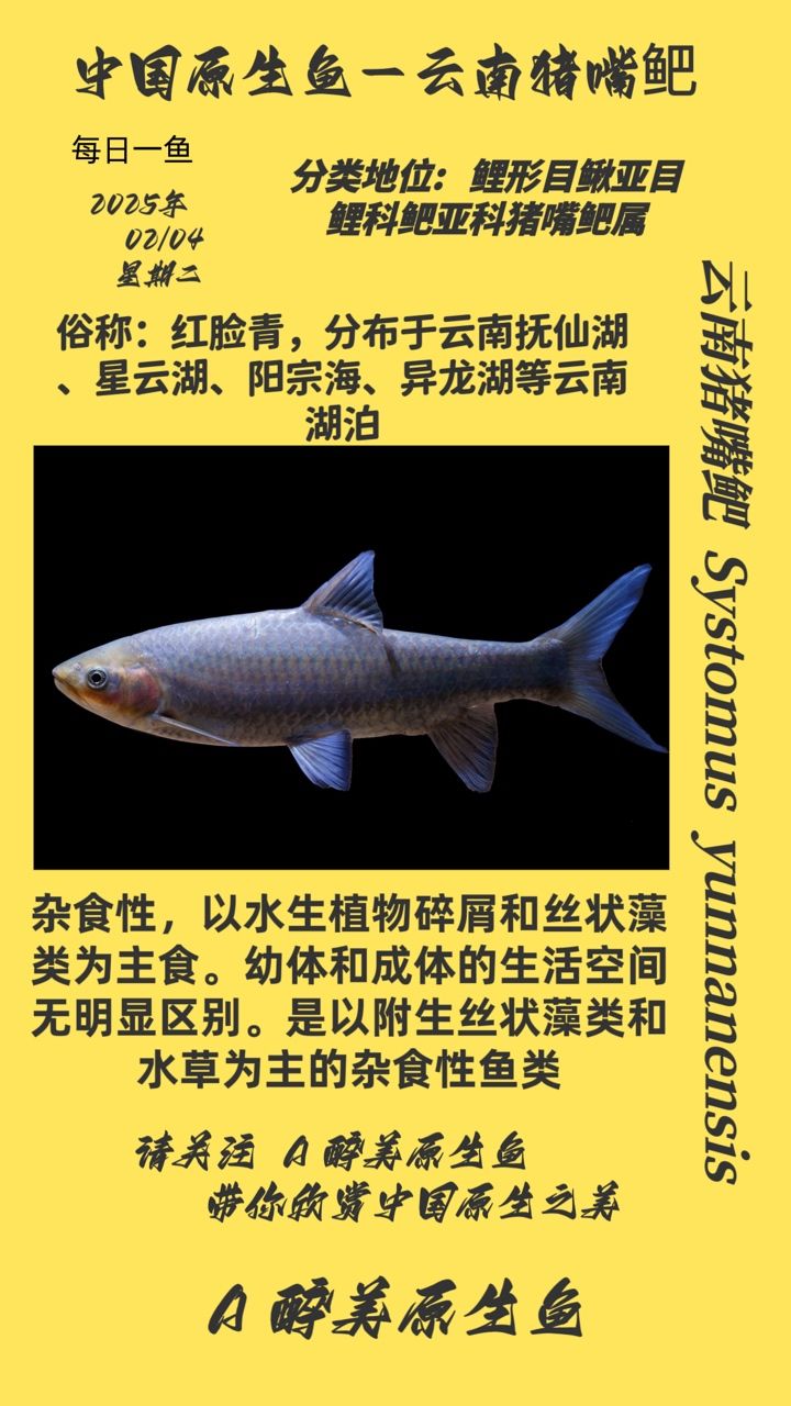 魚缸過濾器選購指南:自制魚缸過濾器魚缸上置過濾器對于養魚愛好者的必備知識 珍稀魚種豬嘴鲃,獨特習性 龍魚論壇 珍稀魚種豬嘴鲃,獨特習性 珍稀魚種豬嘴鲃,獨特習性 龍魚論壇