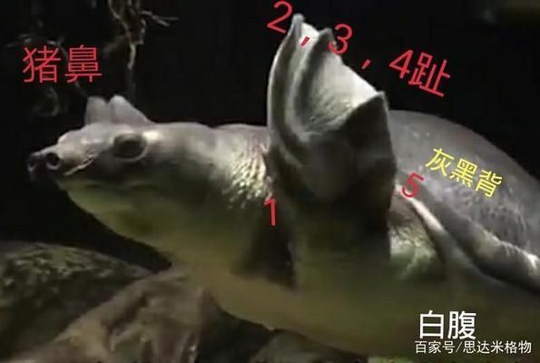 鼻龜為何不能養？是不讓養了嗎？ 鼻龜為何不能養？是不讓養了嗎？ 豬鼻龜百科 第7張