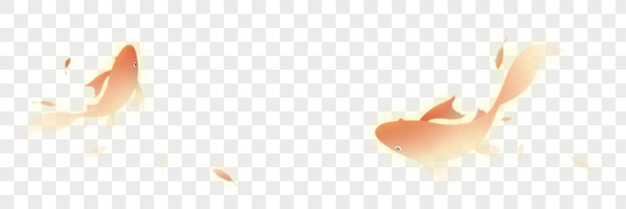 鯉魚圖片，精美資源及獨特特征全 鯉魚圖片，精美資源及獨特特征全 蝴蝶鯉百科 第2張