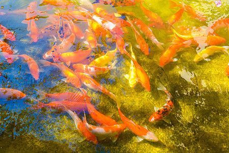 鯉魚圖片，精美資源及獨特特征全