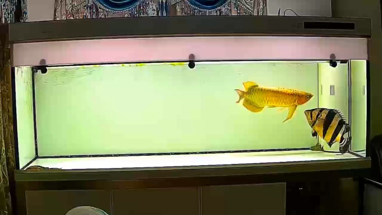 秀得意，獨特風采展現與背后故事