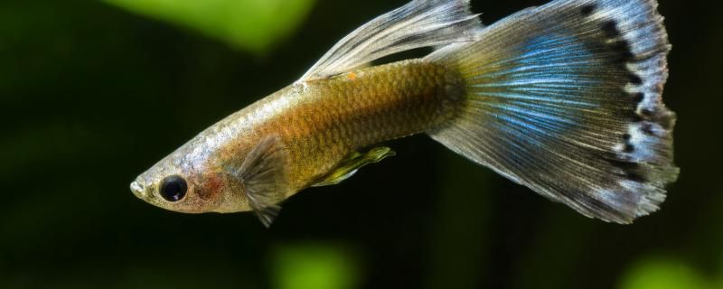 魚下崽時間及下崽后照顧 魚下崽時間及下崽后照顧 速倍妥魚糧魚藥