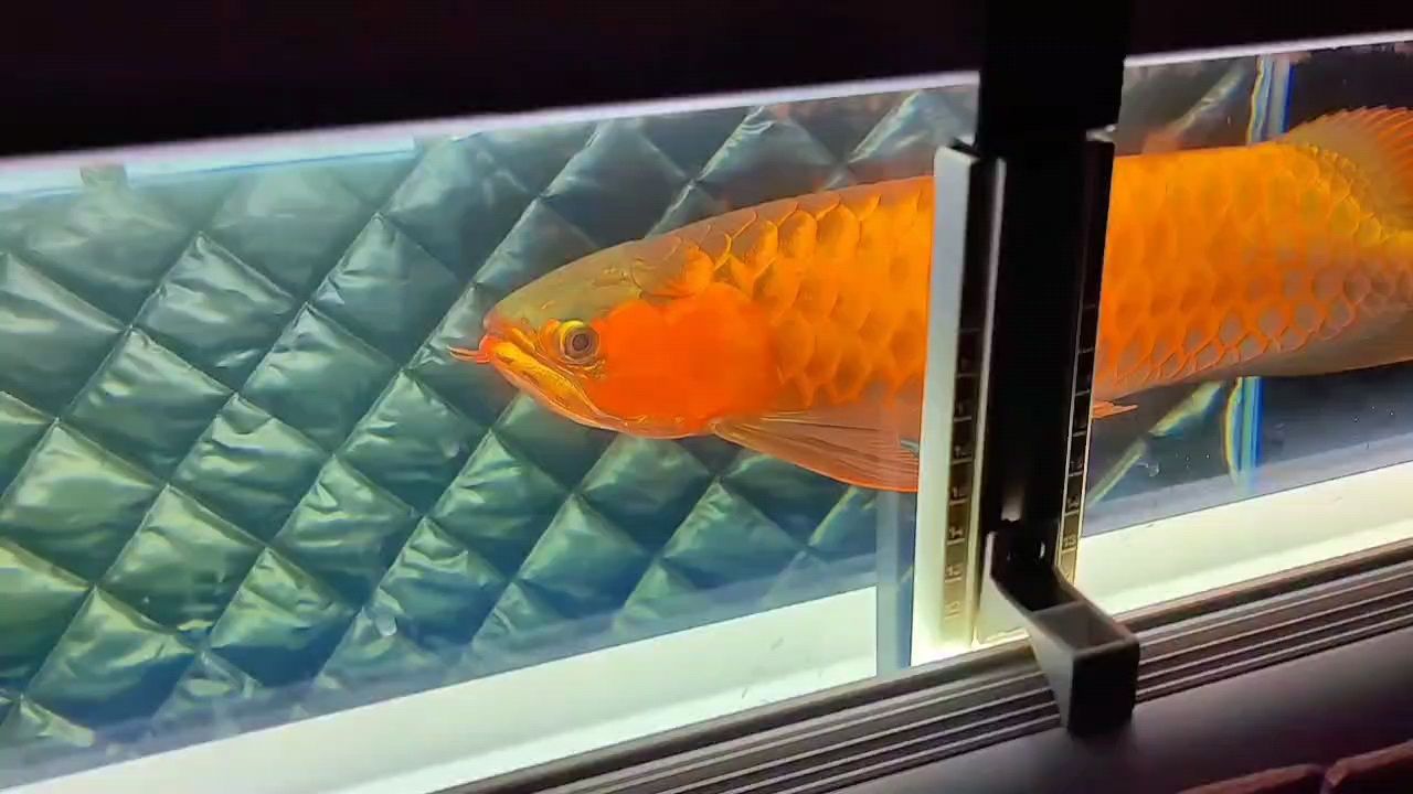 魚缸用增氧泵價格是多少:魚缸增氧機-xtrac增氧機-xtrac增氧機 記錄,時光里的點滴故事與難忘瞬間 龍魚論壇 記錄,時光里的點滴故事與難忘瞬間 記錄,時光里的點滴故事與難忘瞬間 龍魚論壇