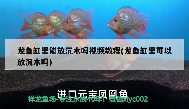 龍魚缸里能放沉木嗎？