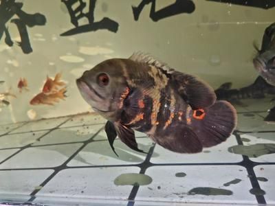 魚身上現黑斑咋辦？ 魚身上現黑斑咋辦？ 虎魚百科 第2張