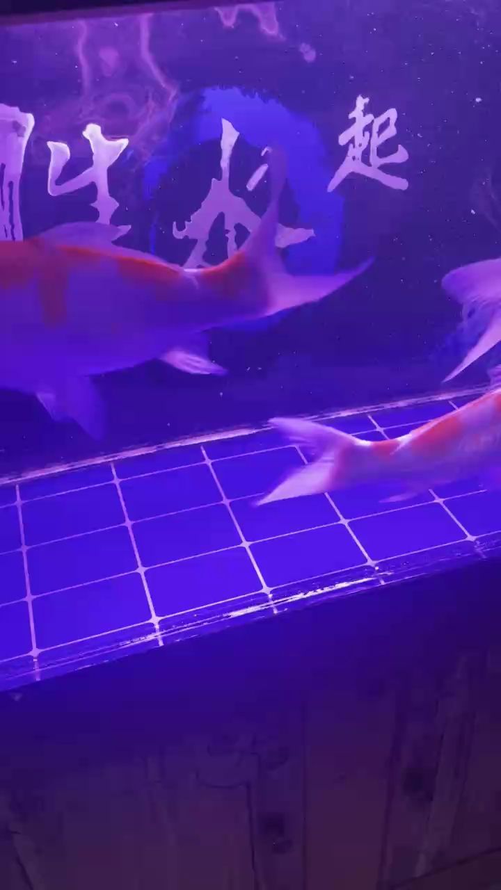 為少換水隔天喂一次，結果魚被養瘦啦 為少換水隔天喂一次，結果魚被養瘦啦 龍魚論壇