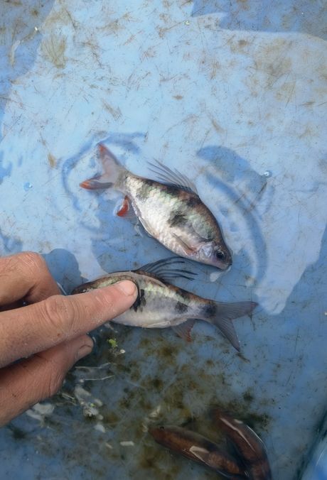 尾綠熒光鯽，獨特觀賞魚的奧秘與養(yǎng)殖要點詳解