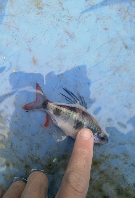 尾綠熒光鯽，獨特觀賞魚的奧秘與養(yǎng)殖要點詳解