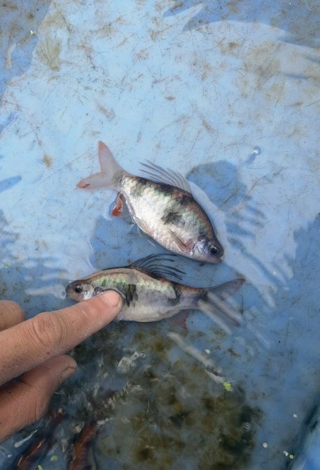尾綠熒光鯽，獨特觀賞魚的奧秘與養(yǎng)殖要點詳解