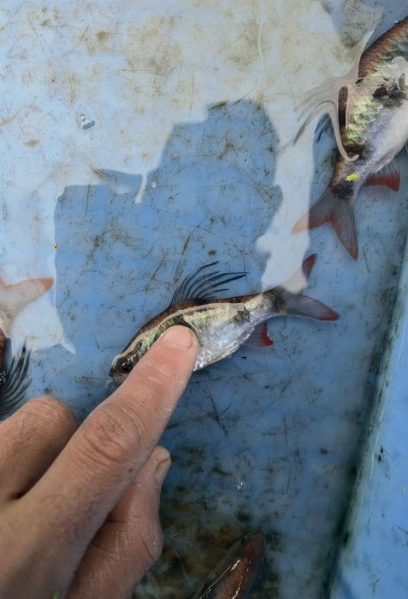 尾綠熒光鯽，獨特觀賞魚的奧秘與養(yǎng)殖要點詳解