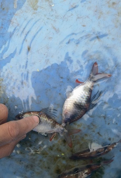 尾綠熒光鯽，獨特觀賞魚的奧秘與養(yǎng)殖要點詳解