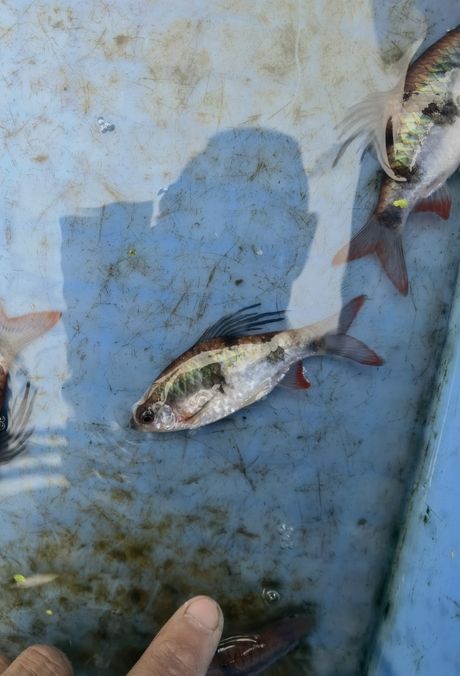 尾綠熒光鯽，獨特觀賞魚的奧秘與養(yǎng)殖要點詳解