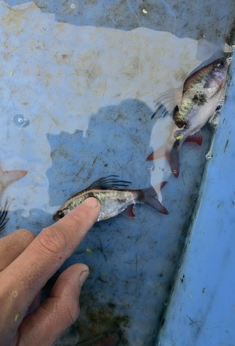 尾綠熒光鯽，獨特觀賞魚的奧秘與養(yǎng)殖要點詳解