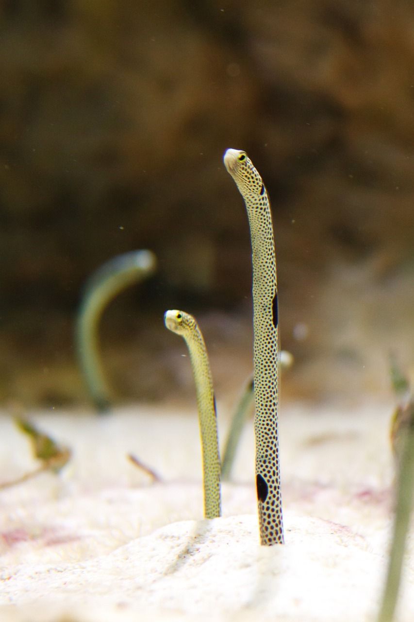 板魚品種顏值大比拼,哪個(gè)最好 黃金貓魚百科 第1張 板魚品種顏值大比拼,哪個(gè)最好 板魚品種顏值大比拼,哪個(gè)最好 黃金貓魚百科 第1張