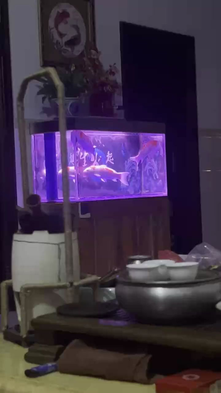 魚雖丑卻粗養四五年，歲月沉淀下的別樣養殖 魚雖丑卻粗養四五年，歲月沉淀下的別樣養殖 龍魚論壇