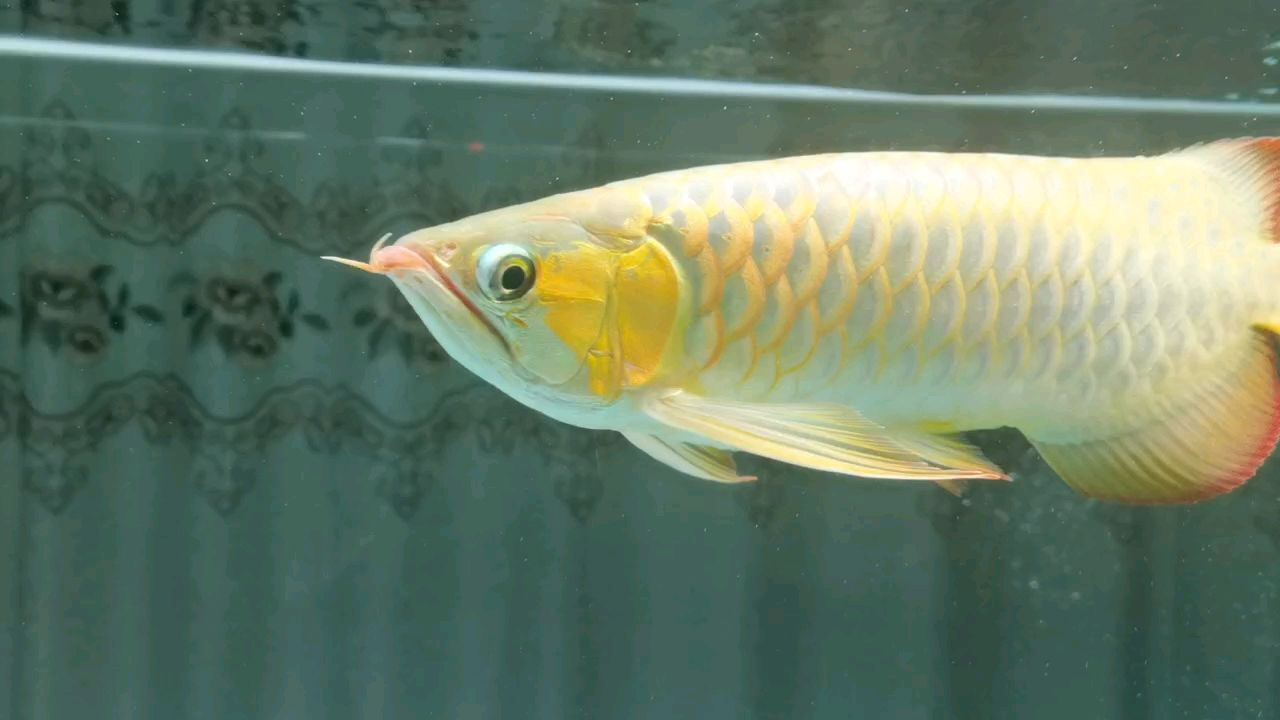 龍龜多久轉(zhuǎn)動一次方向，如何判斷龍龜是否需要轉(zhuǎn)動方向？ 龍龜多久轉(zhuǎn)動一次方向，如何判斷龍龜是否需要轉(zhuǎn)動方向？ 龍魚百科 第1張