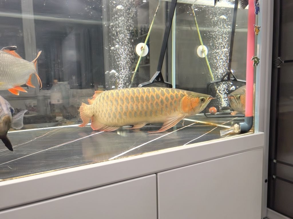 紅龍魚修尾記，愛魚養護之精細操作與