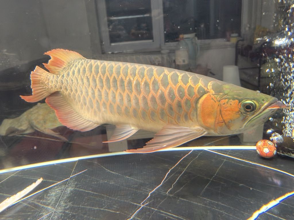 紅龍魚修尾記，愛魚養護之精細操作與