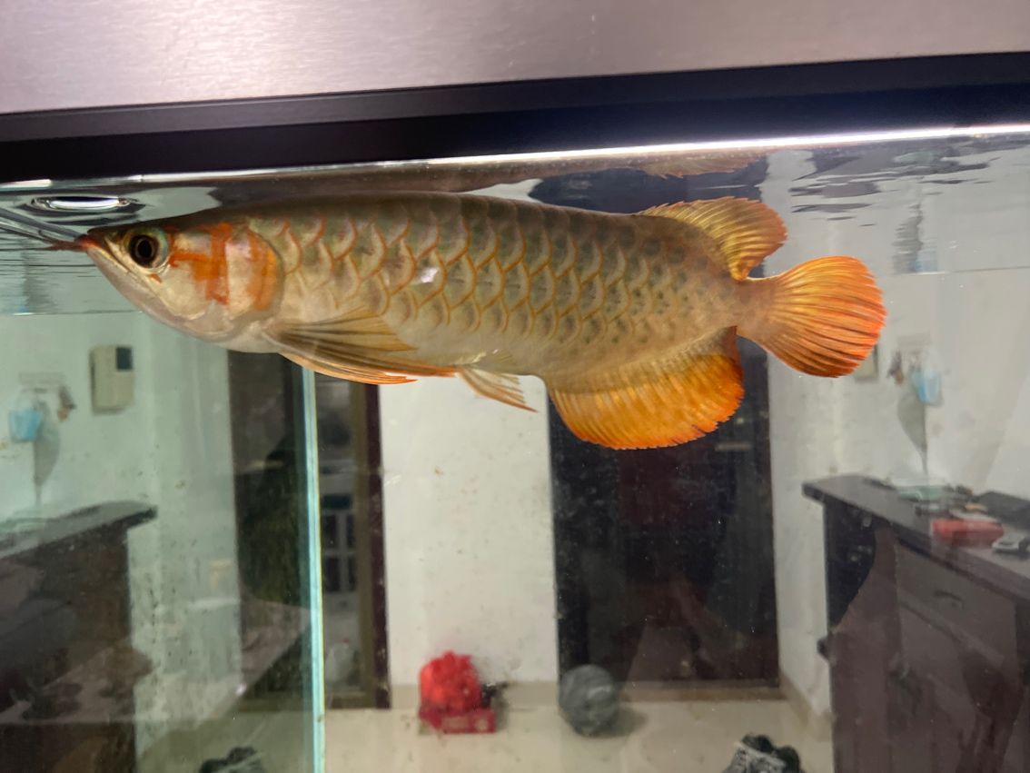 新龍魚入缸第一天，環境適應、狀態觀察與養護
