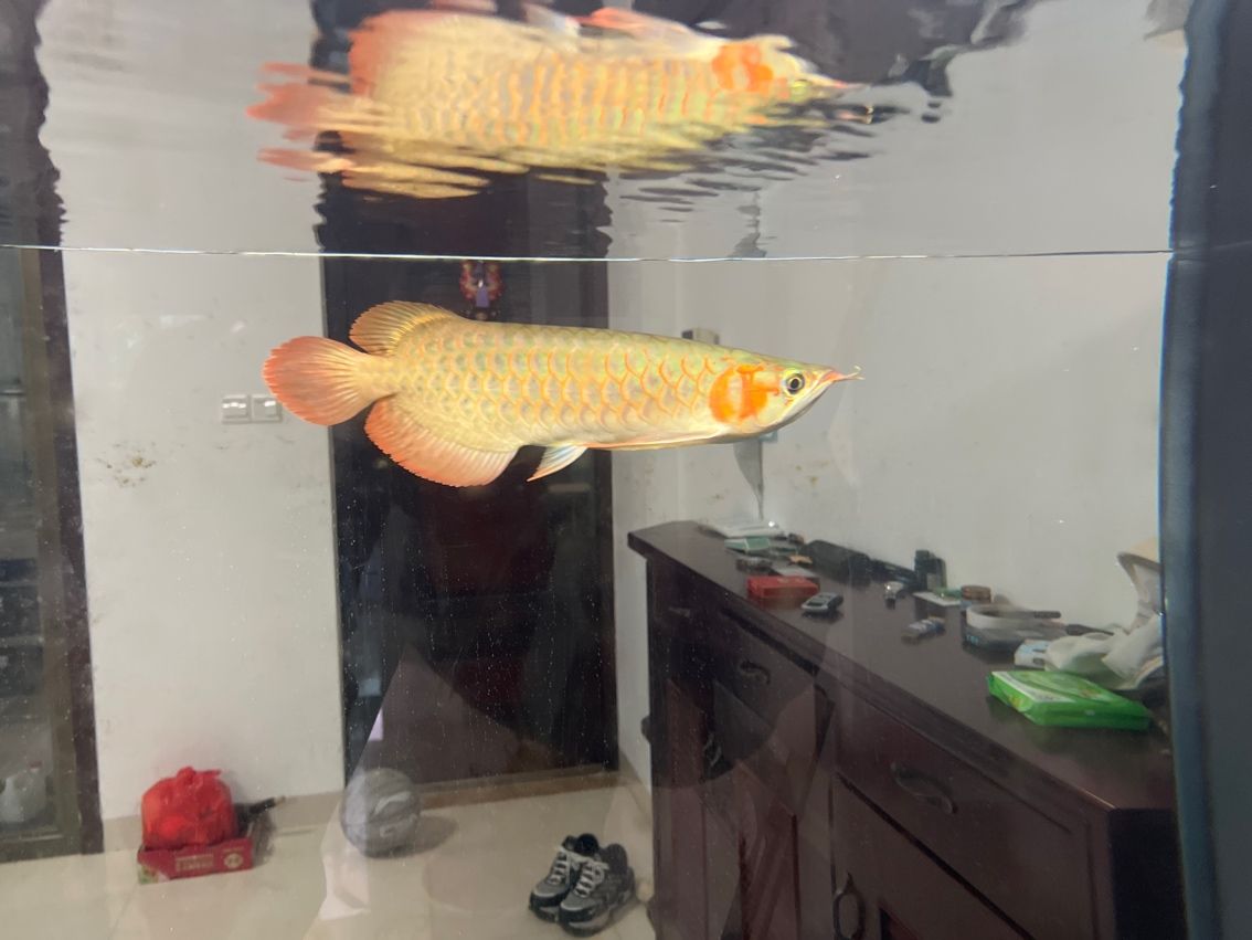 新龍魚入缸第一天，環境適應、狀態觀察與養護