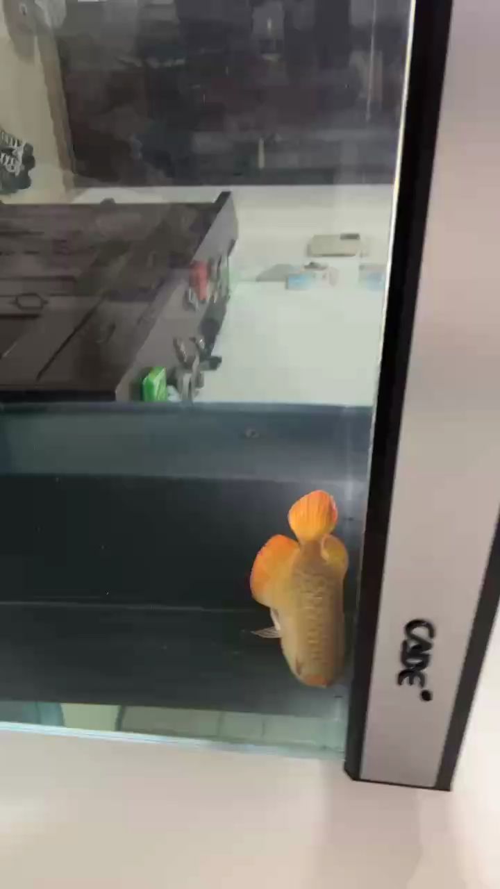 龍霸氣入缸，開啟水族箱全新