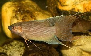 海水觀賞魚品種及種類全解析，附正確