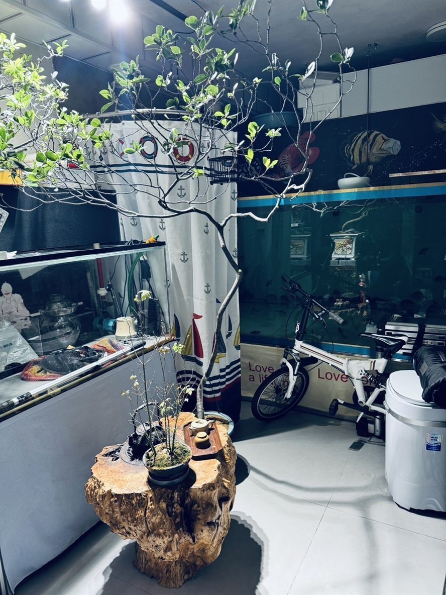 堅守愛好,于紛繁世界中,讓熱愛成為生活的至上追求 龍魚論壇 第5張 堅守愛好,于紛繁世界中,讓熱愛成為生活的至上追求 堅守愛好,于紛繁世界中,讓熱愛成為生活的至上追求 龍魚論壇 第5張