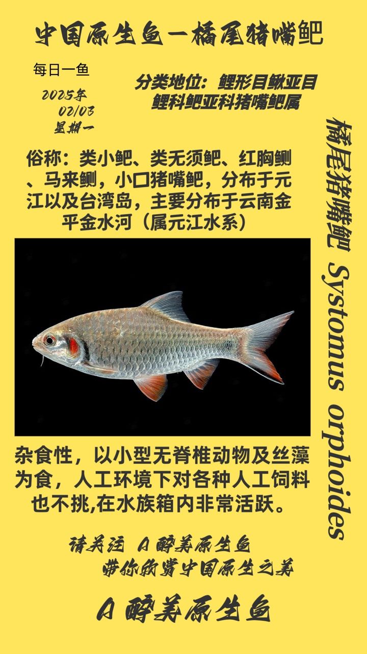 尾豬嘴鲃，獨特魚類，生態價值與養殖前景探 尾豬嘴鲃，獨特魚類，生態價值與養殖前景探 龍魚論壇