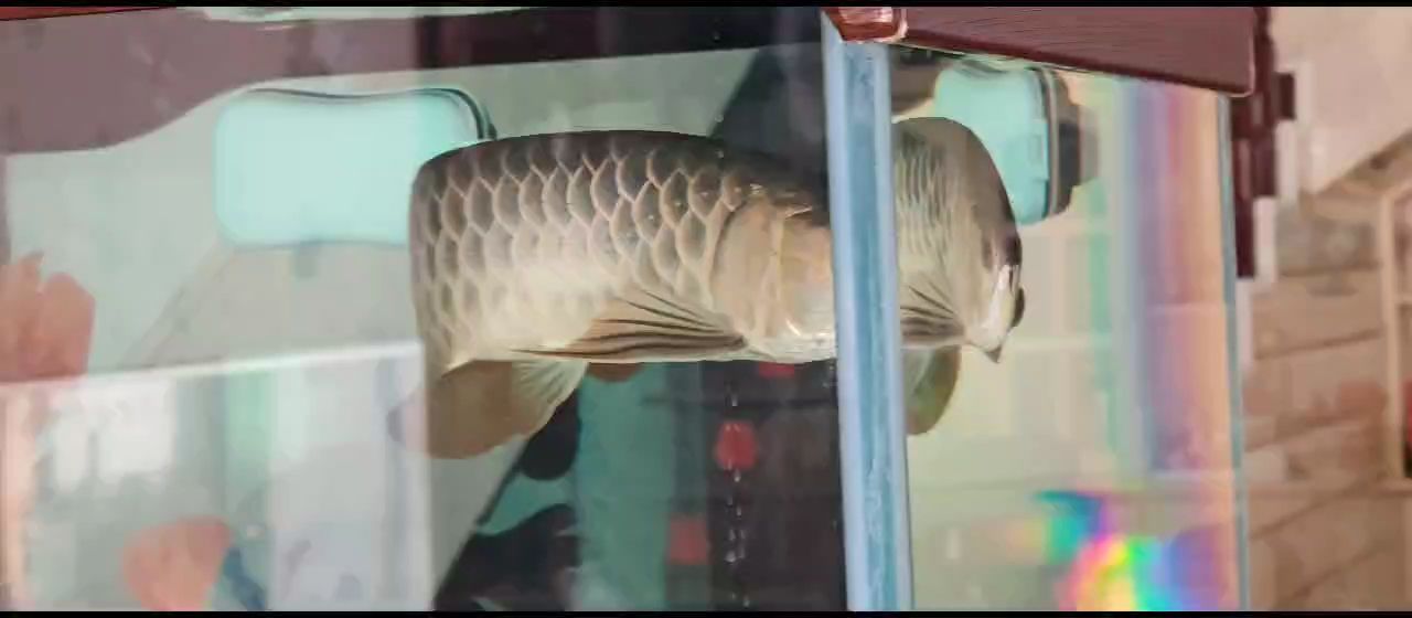 胡子掉了一根，是偶然還是另有隱