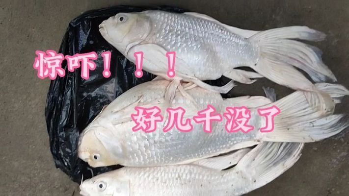 球體蝴蝶鯉易亡之謎？ 球體蝴蝶鯉易亡之謎？ 蝴蝶鯉百科 第1張
