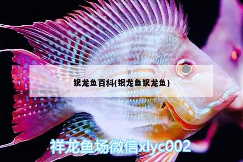 龍魚百科，銀龍魚的奧秘、品種特性及飼養
