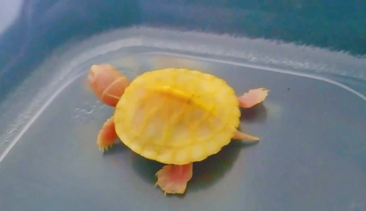 金龍魚價格探秘，一只究竟多少錢及背后市場因素