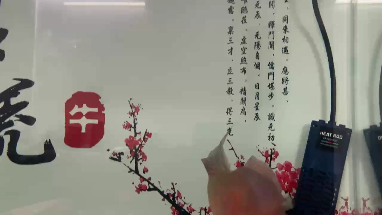 家過年歸來，滿血復(fù)活！