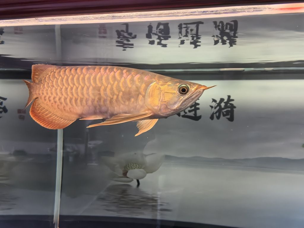 堅持愛好，于時光中沉淀自我，收獲別樣精彩人生