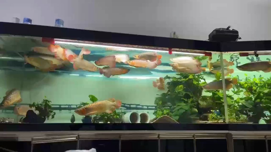無暇喂你，竟讓你一天餓三頓，這冷落