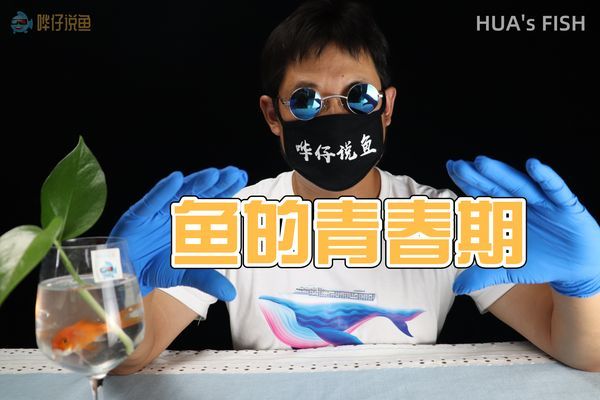 觀賞魚吃的多是否長得快？ 觀賞魚吃的多是否長得快？ 天王紅龍 第1張