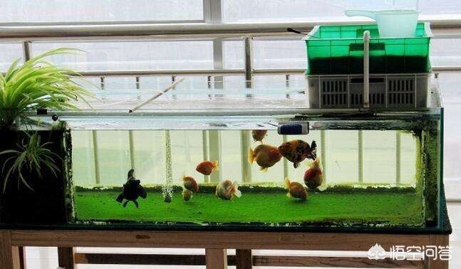 0 的魚缸能養幾條金魚？ 0 的魚缸能養幾條金魚？ 魚缸百科 第3張