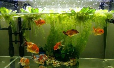 0 的魚缸能養幾條金魚？ 0 的魚缸能養幾條金魚？ 魚缸百科 第4張