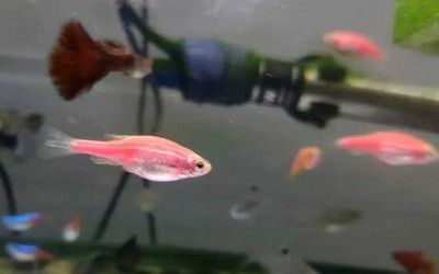 觀賞魚(yú)能否食用?養(yǎng)殖技術(shù)及食用 一方水族 第3張 觀賞魚(yú)能否食用?養(yǎng)殖技術(shù)及食用 觀賞魚(yú)能否食用?養(yǎng)殖技術(shù)及食用 一方水族 第3張