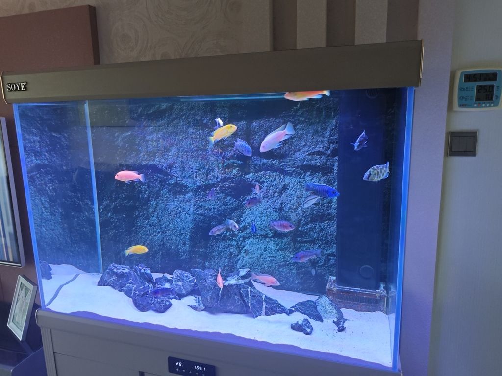 戰友家的魚，那些藏在魚缸里的特別故事與溫暖情誼 戰友家的魚，那些藏在魚缸里的特別故事與溫暖情誼 龍魚論壇 第1張