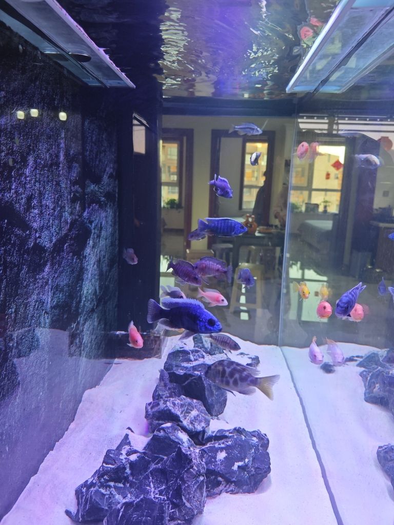 戰友家的魚，那些藏在魚缸里的特別故事與溫暖情誼 戰友家的魚，那些藏在魚缸里的特別故事與溫暖情誼 龍魚論壇 第2張