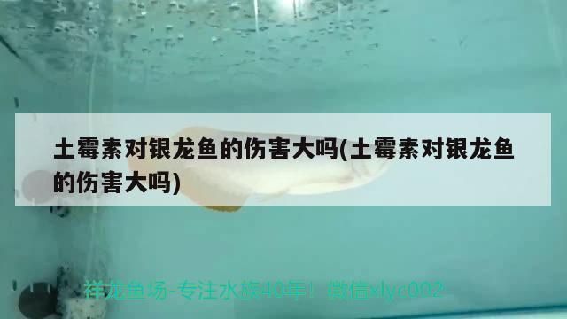 魚(yú)吃土霉素能吃死嗎? vs祥龍魚(yú)場(chǎng) 第3張 魚(yú)吃土霉素能吃死嗎? 魚(yú)吃土霉素能吃死嗎? vs祥龍魚(yú)場(chǎng) 第3張