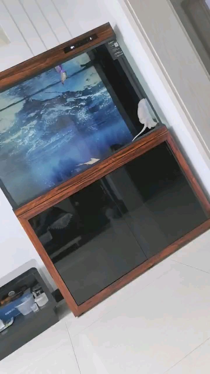 年初五魟魚狀態爆棚，活力滿滿盡顯別樣風采