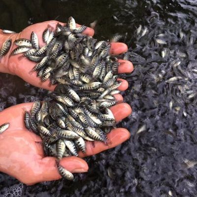 公分虎魚苗喂啥飼料？ 公分虎魚苗喂啥飼料？ 虎魚百科 第3張