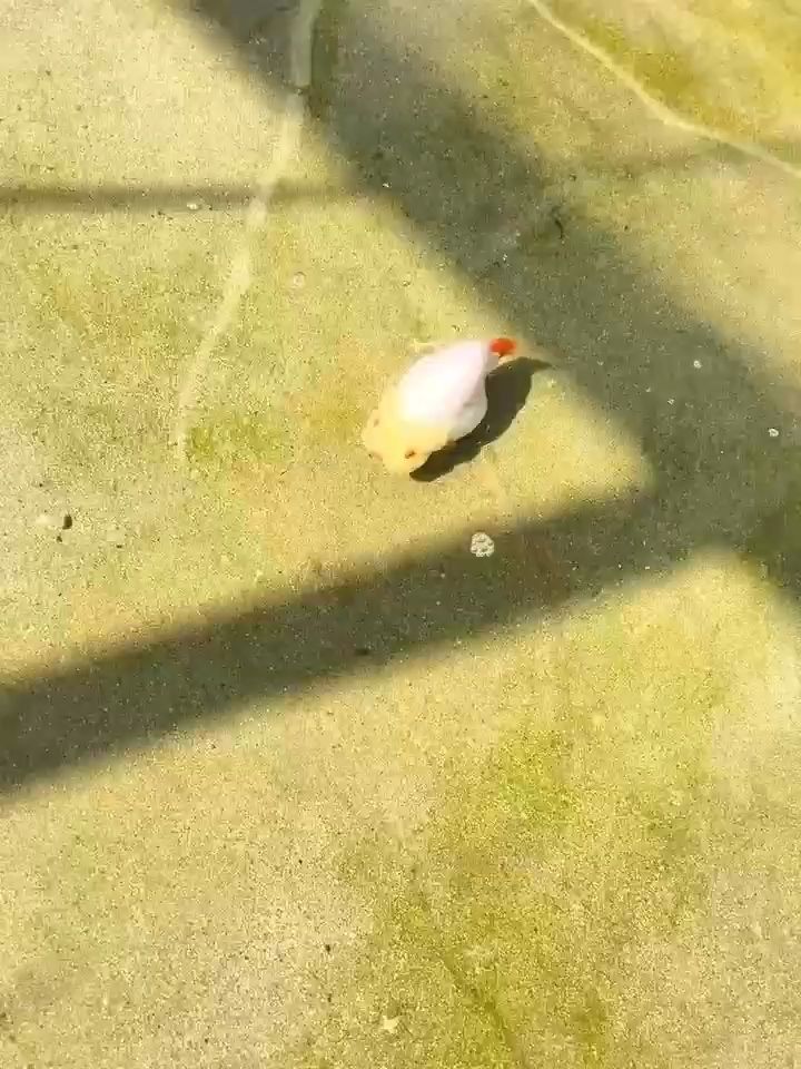 十一紅，國慶盛景下的愛國華章與奮進 十一紅，國慶盛景下的愛國華章與奮進 龍魚論壇