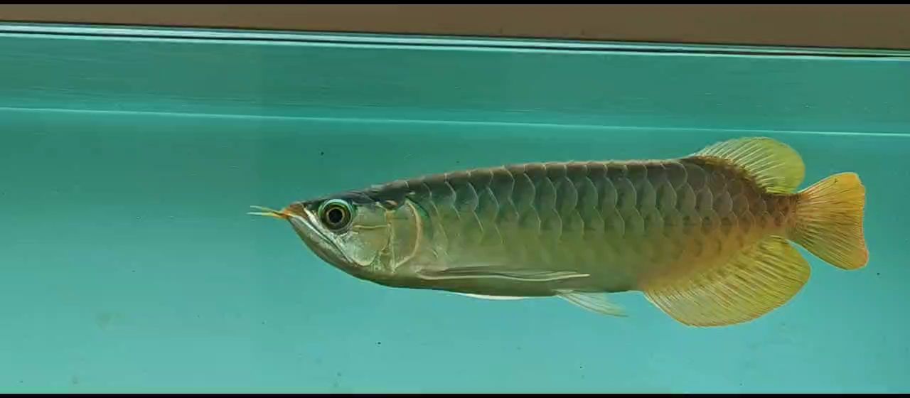 金頭金龍魚的最佳喂食時間，金頭金龍魚的最佳喂食時間是什么時候 金頭金龍魚的最佳喂食時間，金頭金龍魚的最佳喂食時間是什么時候 龍魚百科 第1張