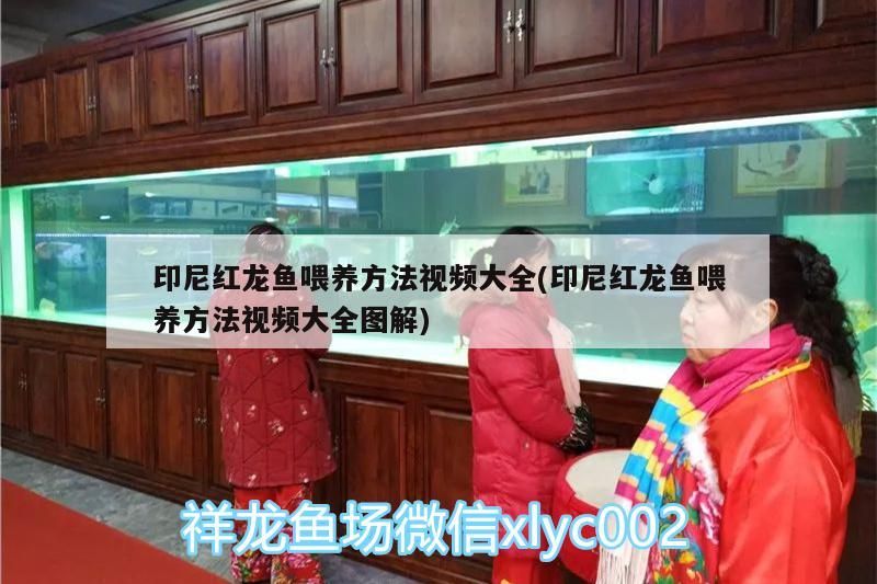 紅龍魚喂養方法視頻大全及圖解，助你成為 紅龍魚喂養方法視頻大全及圖解，助你成為 紅龍魚百科