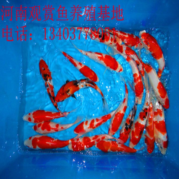 0cm魚缸養(yǎng)魚指南，適合90cm魚缸的魚類