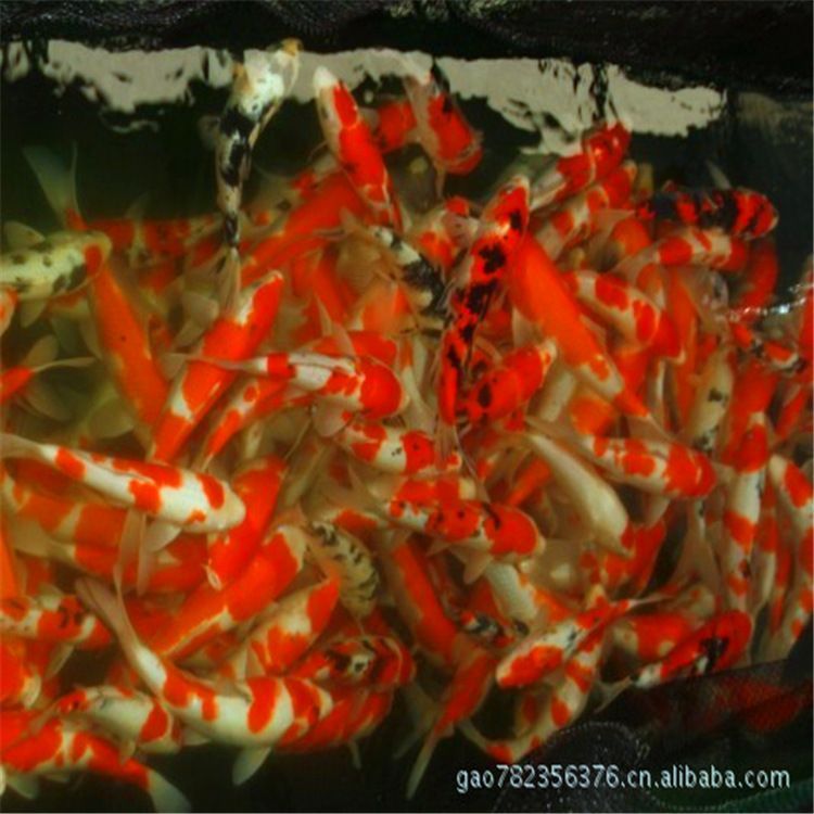 0cm魚缸養(yǎng)魚指南，適合90cm魚缸的魚類