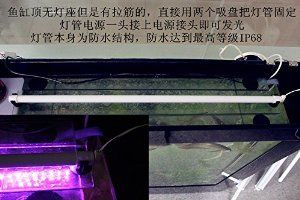 0cm魚缸養(yǎng)魚指南，適合90cm魚缸的魚類